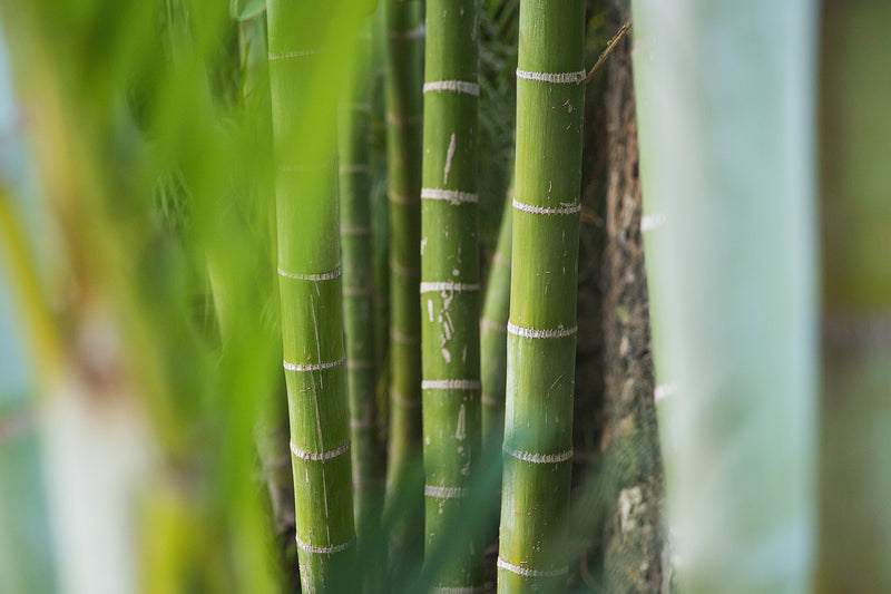 Pourquoi certaines personnes critiquent le bambou ?